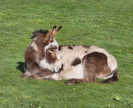 Image 6 of Beautiful donkey for sale.