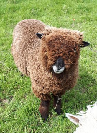 Image 4 of Tiny Coloured Ryeland Ewe - 12 months old - Pet Home Only