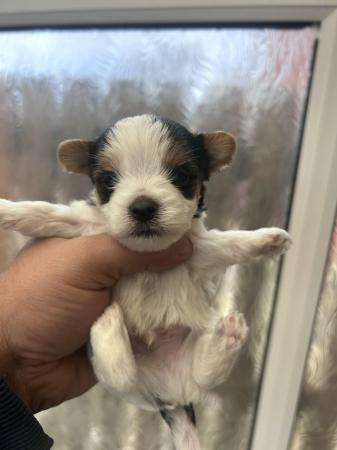 Image 7 of Very meautiful mini Biewer puppies for sale