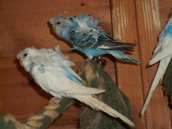 Image 5 of 2023 to 2024 HAGOROMO [HELICOPTER] BABY BUDGIES FOR SALE.
