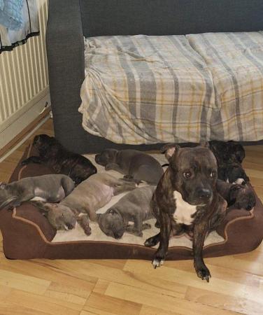 Image 1 of Gorgeous microchiped and vaccined pups staffie All SOLD