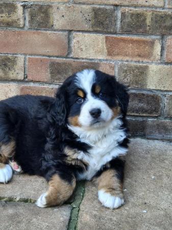 Image 4 of Beautiful Bernese mount dog girl puppy for sale