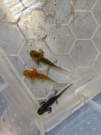 Image 5 of Baby axolotls looking for new homes mix colours