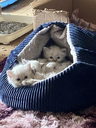Image 3 of Pure ragdoll kittens. Ready to leave in 3 weeks