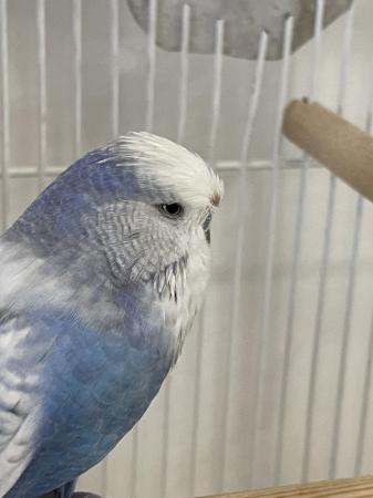 Image 6 of adorable male budgie and large cage