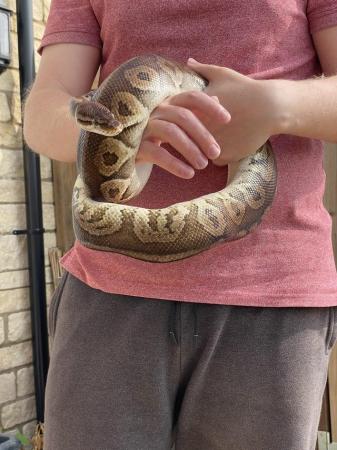 Image 6 of Pewter Royal Python, 10-11 yrs old, healthy male