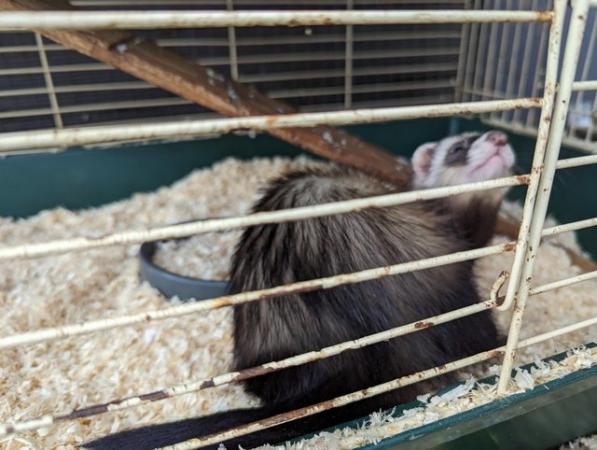Image 6 of X2 bothers ferrets 1 year & a half, ready now