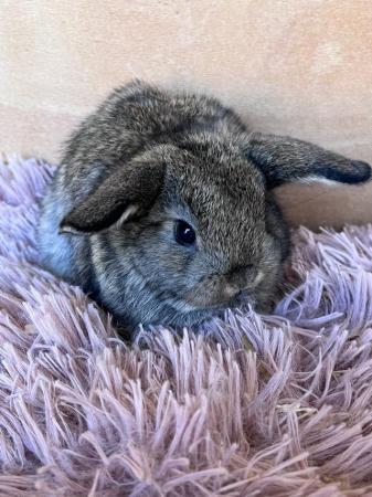 Image 4 of Baby Purebreed Mini Lops For Sale