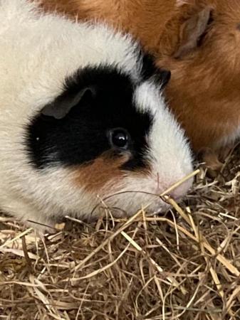 Image 3 of 4 months old guinea pigs for sale