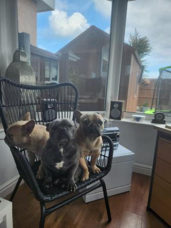 Image 3 of 3 french bulldogs for sale £500 each