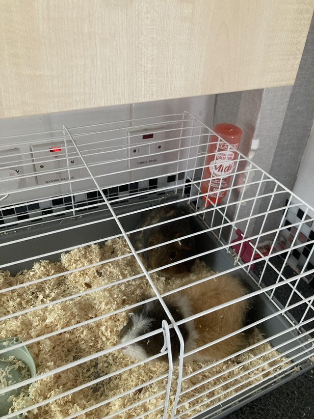 Preview of the first image of 2 male Guinea pigs with cage and water/food bowl.