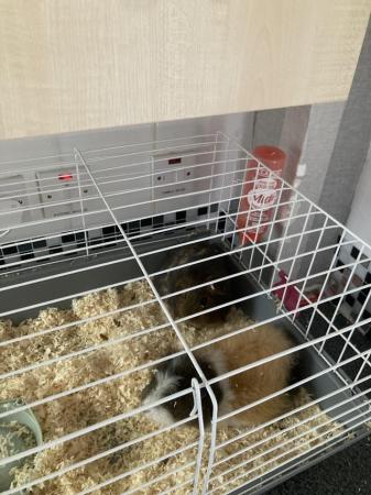 Image 1 of 2 male Guinea pigs with cage and water/food bowl