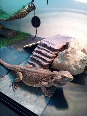 Image 4 of New Home needed for my bearded dragon