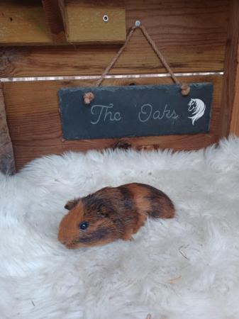 Image 2 of Baby guinea pigs stoke on trent