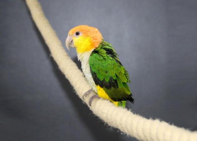 Image 3 of Baby Yellow Thigh Caique for sale,19