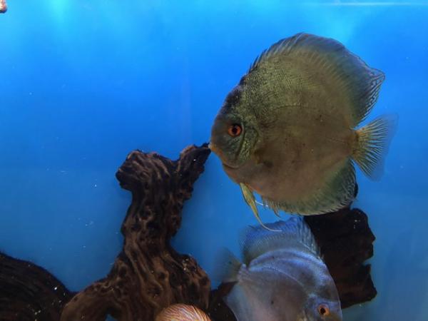 Image 3 of 12 Chens Discus for sale