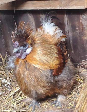 Image 2 of 2 pure breed miniature Partridge Silkie cockerals for sale