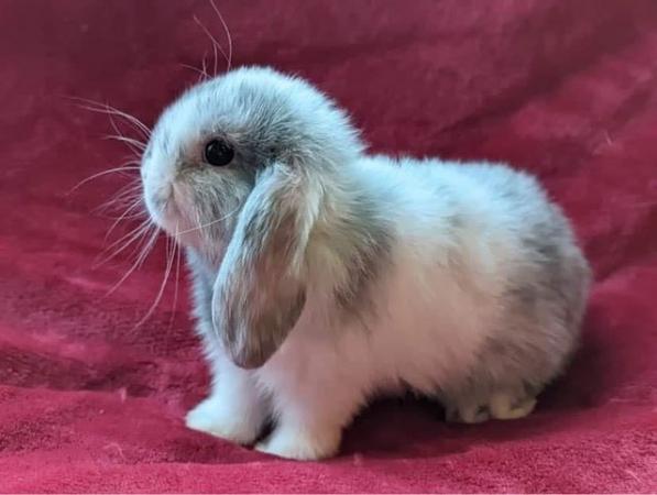 Image 5 of MINI LOP BUNNIES / 5 STAR HOMES ONLY