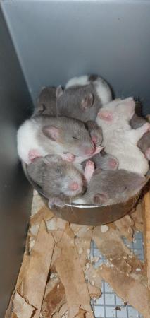 Image 3 of Tame Young/baby rats for sale (guaranteed tame)