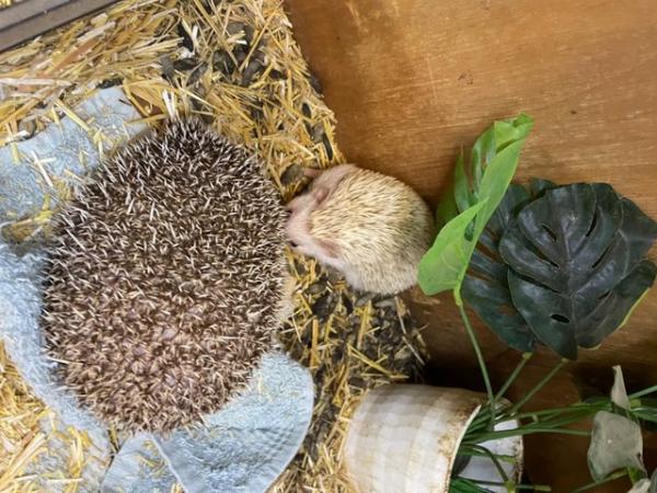 Image 4 of African pigmy Hedgehogs  x 2