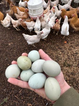 Image 2 of Olive egger and rainbow hatching eggs