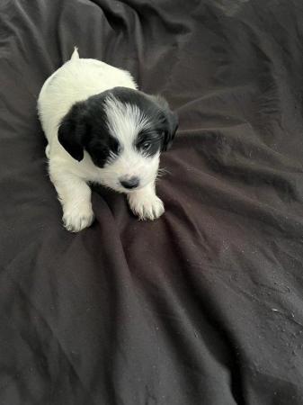 Image 3 of 8 weeks bichon havanese girl  looking for a forever home