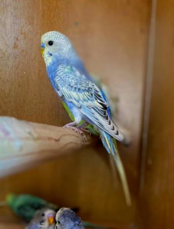 Image 9 of Why pay pet shop prices for your budgies ?