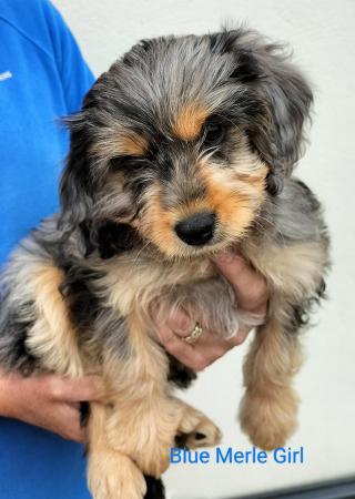 Image 7 of READY NOW! DNA Health Tested F1 Cavapoo Pups