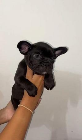 Image 4 of French Bulldog Puppies ready to go now