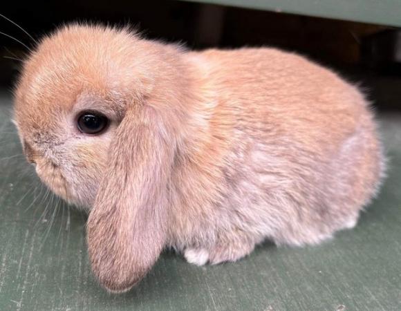 Image 10 of MINI LOP BUNNIES - 5 STAR HOMES ONLY