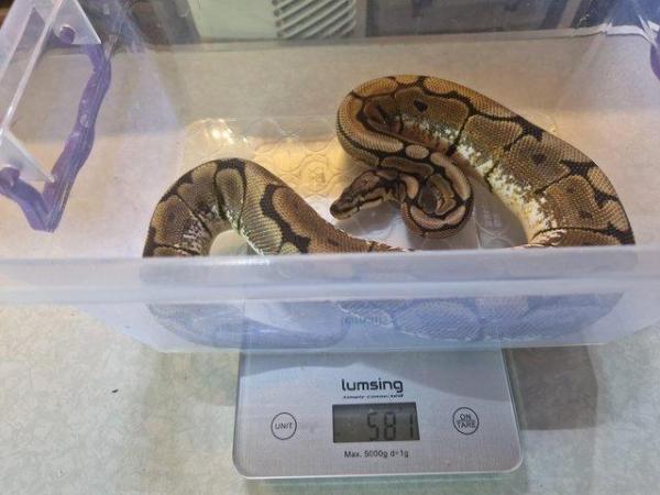 Image 3 of For sale Female Spider ball python