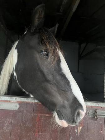 Image 1 of Perfect Horse For Loan 15.2-15.3