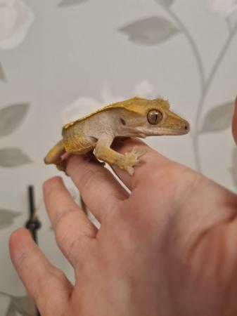Image 2 of Dashed Pin Harley Crested Gecko