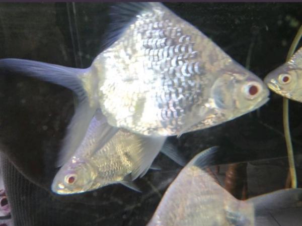 Image 4 of Tin foil barb, platinum barbs and synodontis catfish