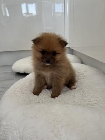 Image 5 of Pomeranian puppies extra fluffy 1 girl and 1 boy available