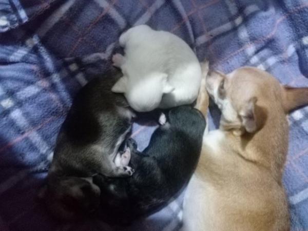Image 9 of very small chihuahua pups for sale  only 1 boy n 1 girl left