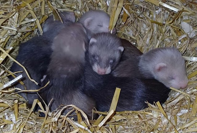 Image 8 of *Baby Ferrets For Sale,Hobs and Jill's available*