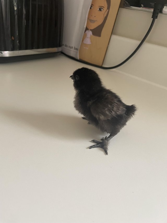 Preview of the first image of silkie chicks unsexed silkie chickens.