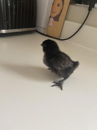Image 1 of silkie chicks unsexed silkie chickens