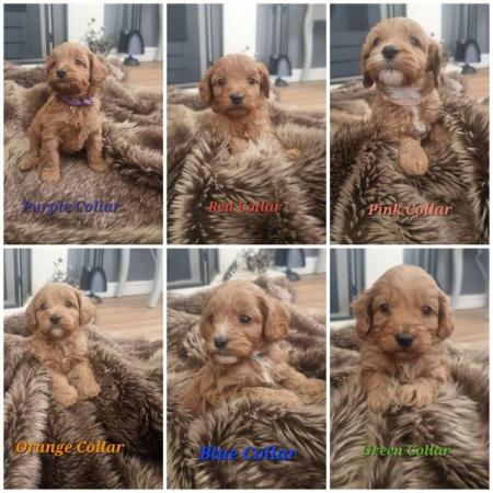 Image 1 of Stunning F2b Toy Cockapoo Puppies - Ready to Leave Friday