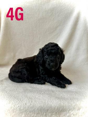 Image 3 of F2 Cockapoo Puppies Pra & Fn Clear  REDUCED