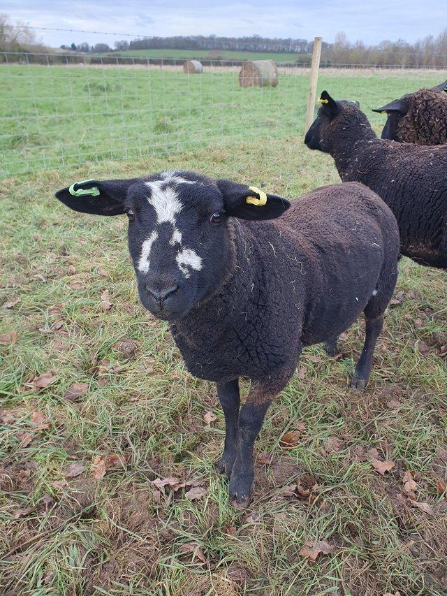 Preview of the first image of 3 registered mis marked zwartbles and 1 zwartble x.