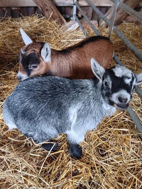 Preview of the first image of Pygmy Goat Kids ( Lovely Tri Colours ).