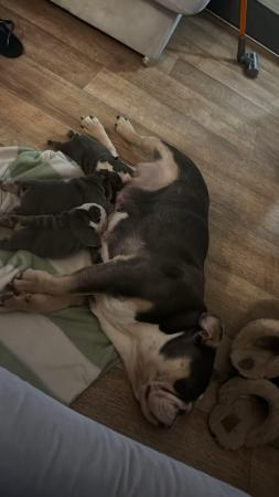 Image 7 of British Bulldog puppies