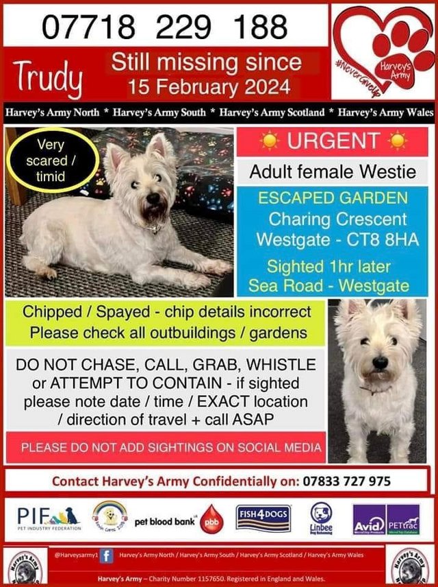 Preview of the first image of ADULT FEMALE WESTIE LOST FROM WESTGATE, KENT..