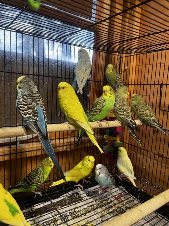 Image 2 of Breeding/baby budgies for sale