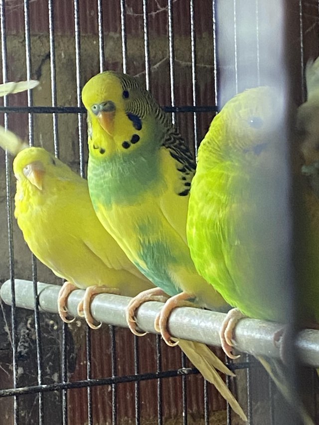 Preview of the first image of Baby and Young Budgies For Sale.