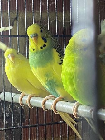 Image 1 of Baby and Young Budgies For Sale