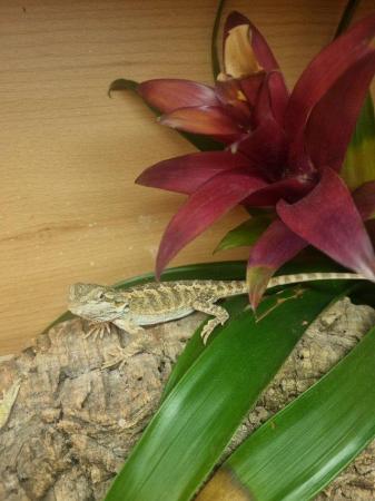 Image 2 of Lots of Bearded dragons for sale