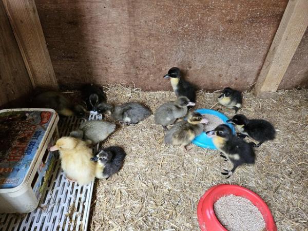 Image 1 of Runner ducklings and Crollwitzer turkey chicks